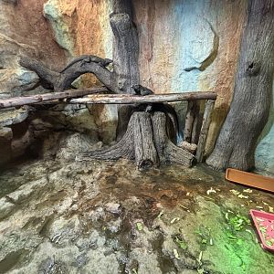 Rhinoceros Iguana Exhibit #2