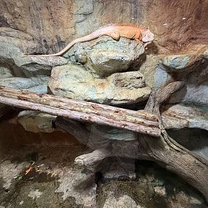 “Albino” Iguana Exhibit
