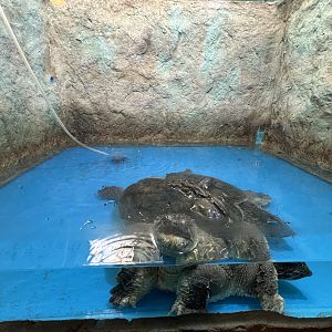 2-Headed Common Snapping Turtle