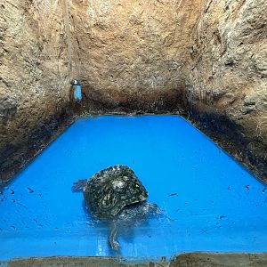 2-Headed Red-eared Slider Exhibit