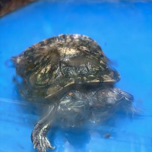 2-Headed Red-eared Slider