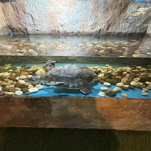 Pig-nosed Turtle Exhibit