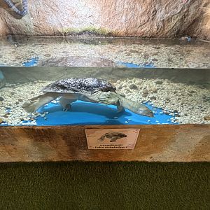 Wattle-necked Softshell Turtle Exhibit