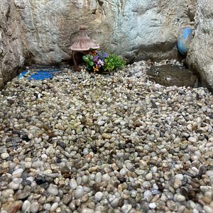 African Bullfrog Exhibit