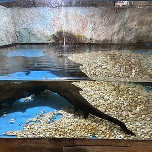 Chinese Giant Salamander Exhibit
