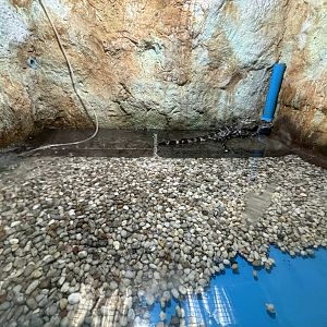 Chinese Alligator Exhibit