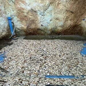 Cuvier’s Dwarf Caiman Exhibit