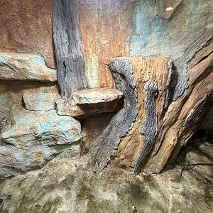 White-headed Monitor Exhibit