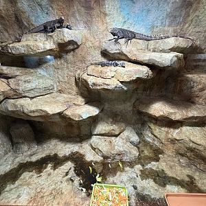 Spinytail Iguana Exhibit