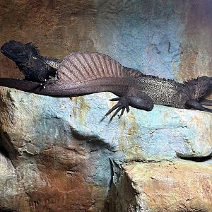 Sailfin Dragons