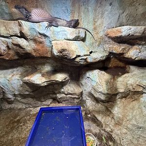 Sailfin Dragon Exhibit