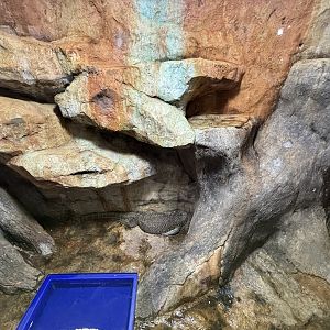 Mangrove Monitor Exhibit