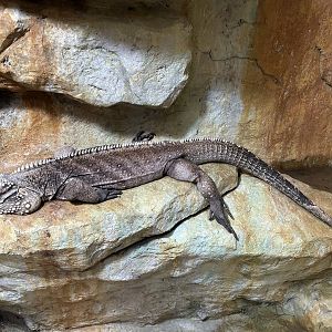 Grand Cayman Blue Iguana