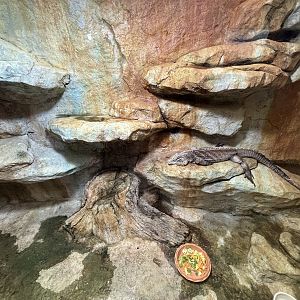 Grand Cayman Blue Iguana Exhibit