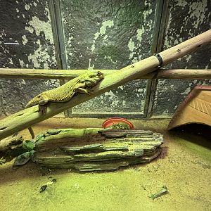 Bearded Dragon Exhibit