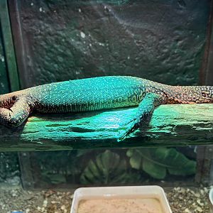 Peach-throated Monitor