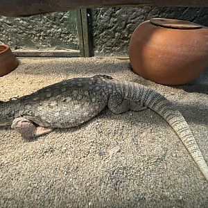 Savanna Monitor