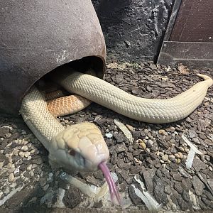 Albino Cobra