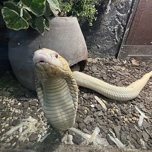 Albino Cobra