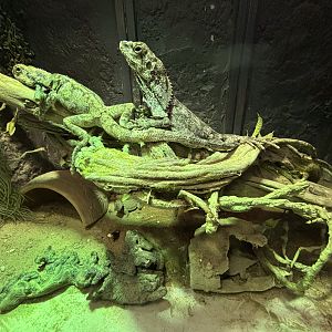 Frilled Lizard Exhibit