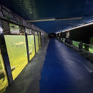Aquarium Hallway