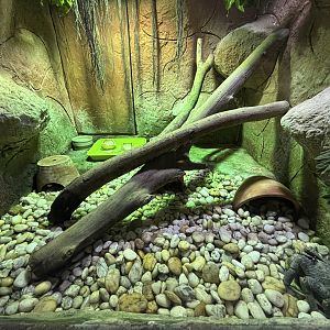 Coconut Crab Exhibit