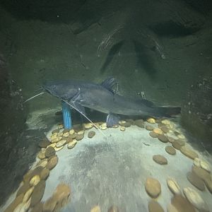 Red Tail Mystus Exhibit