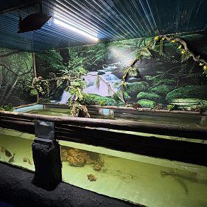 Longnose Gar Exhibit