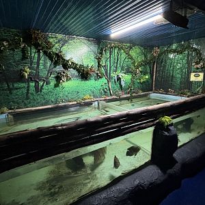 Tiger fish + River Stingray Exhibit
