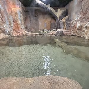 Siamese Crocodile Exhibit