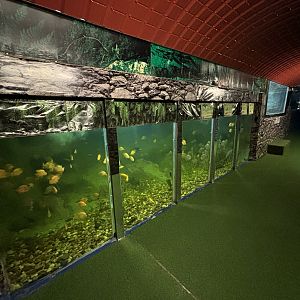 Fish Tank