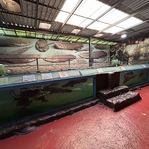 Arapaima Exhibit