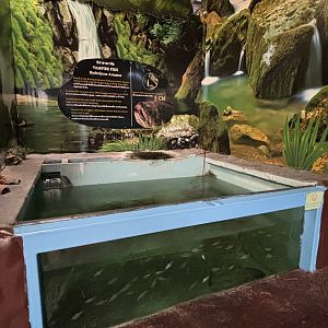 Vampire Fish Exhibit