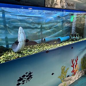 Shortfin Eel Exhibit