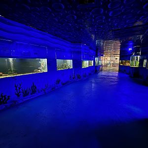 Aquarium Hallway