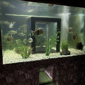 Crawl-through Tunnel Tank