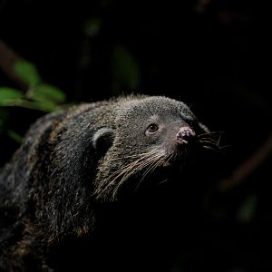 Binturong (Arctictis binturong)
