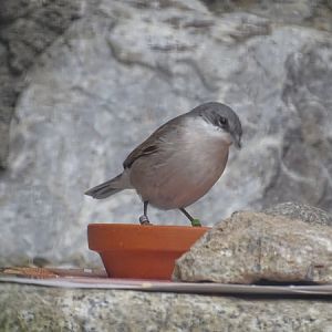 European lesser whitethroat (Corruca curruca currucaO