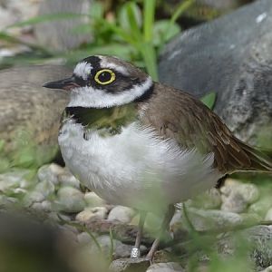 Northern little ringed plover (Charadrius dubius curonicus)