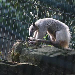 Unstriped tamandua