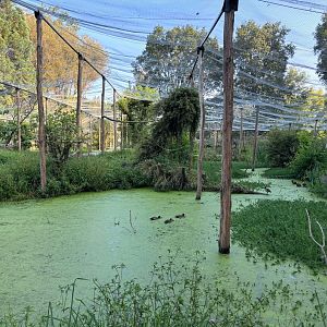 New South-American walkthrough aviary