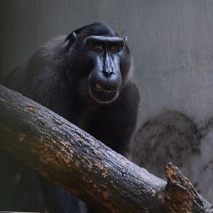 Gorontalo macaque (Macaca nigrescens)