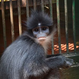 West Javan surili (Presbytis comata comata)