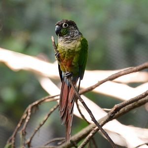 Santa Cruz parakeet (Pyrrhura molinae restricta)