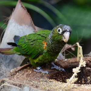 Fiery-shouldered parakeet (Pyrrhura egregia egregia)