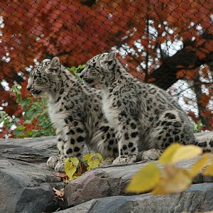 Snow Leopard (Panthera uncia)