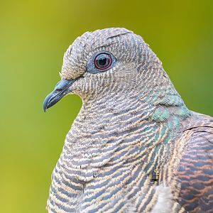 Barred Cuckoo-dove (Macropygia Unchall)