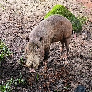 Sumatran Bearded Pig