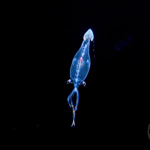 Pacific Cranch Squid (Leachia pacifica)