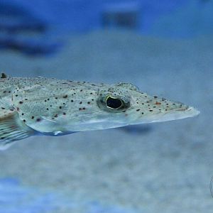 Crocodile Flathead (Cociella crocodilus)